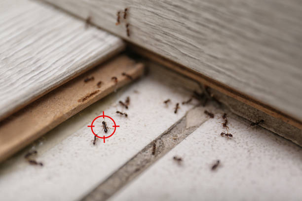 Reliable Montgomery City, MO Pest Control Solutions